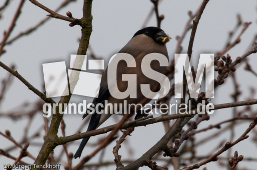 Gimpel (23 von 40).jpg